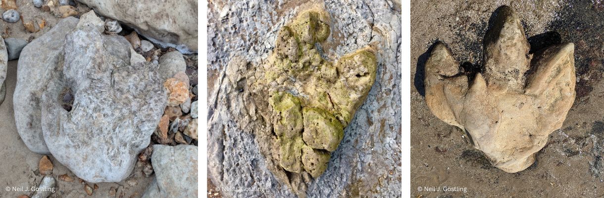 Dinosaur footprints on the Isle of Wight, UK